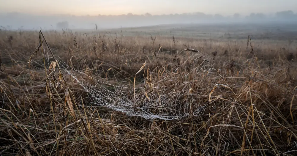 A delicate spider web glistening with dew on dry grass at dawn